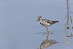 Lesser Yellowlegs, Tringa flavipes