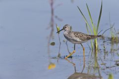 Lesser Yellowlegs, Tringa flavipes