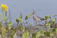 Lesser Yellowlegs, Tringa flavipes