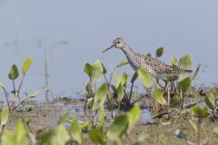 Lesser Yellowlegs, Tringa flavipes