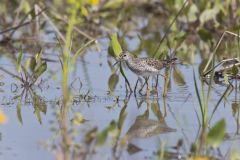 Lesser Yellowlegs, Tringa flavipes