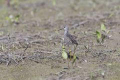 Lesser Yellowlegs, Tringa flavipes