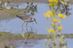 Lesser Yellowlegs, Tringa flavipes