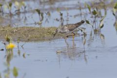 Lesser Yellowlegs, Tringa flavipes