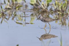 Lesser Yellowlegs, Tringa flavipes