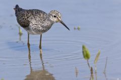 Lesser Yellowlegs, Tringa flavipes