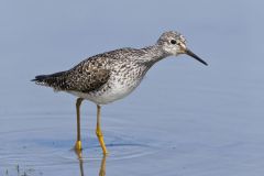 Lesser Yellowlegs, Tringa flavipes