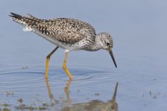 Lesser Yellowlegs, Tringa flavipes