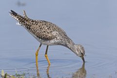 Lesser Yellowlegs, Tringa flavipes