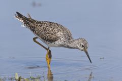 Lesser Yellowlegs, Tringa flavipes