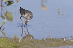 Lesser Yellowlegs, Tringa flavipes