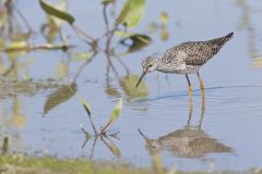 Lesser Yellowlegs, Tringa flavipes