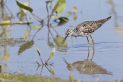 Lesser Yellowlegs, Tringa flavipes