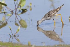 Lesser Yellowlegs, Tringa flavipes