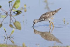 Lesser Yellowlegs, Tringa flavipes