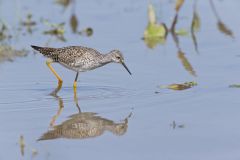 Lesser Yellowlegs, Tringa flavipes