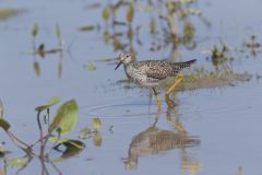 Lesser Yellowlegs, Tringa flavipes