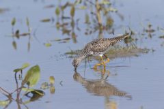 Lesser Yellowlegs, Tringa flavipes