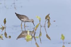 Lesser Yellowlegs, Tringa flavipes