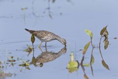 Lesser Yellowlegs, Tringa flavipes