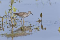 Lesser Yellowlegs, Tringa flavipes