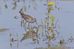 Lesser Yellowlegs, Tringa flavipes