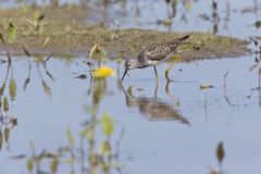 Lesser Yellowlegs, Tringa flavipes