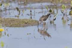 Lesser Yellowlegs, Tringa flavipes