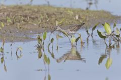 Lesser Yellowlegs, Tringa flavipes