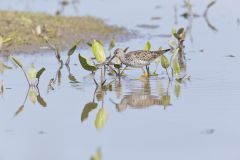 Lesser Yellowlegs, Tringa flavipes