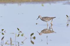 Lesser Yellowlegs, Tringa flavipes