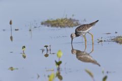 Lesser Yellowlegs, Tringa flavipes