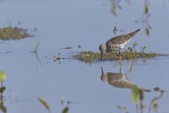 Lesser Yellowlegs, Tringa flavipes