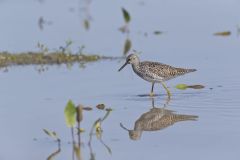 Lesser Yellowlegs, Tringa flavipes