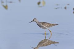 Lesser Yellowlegs, Tringa flavipes