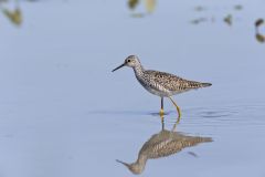 Lesser Yellowlegs, Tringa flavipes