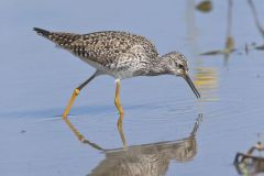 Lesser Yellowlegs, Tringa flavipes