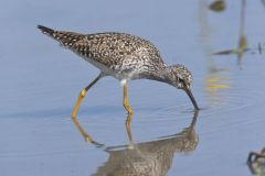 Lesser Yellowlegs, Tringa flavipes