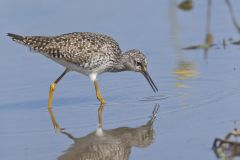 Lesser Yellowlegs, Tringa flavipes