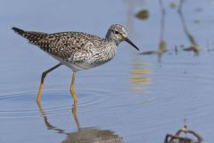 Lesser Yellowlegs, Tringa flavipes