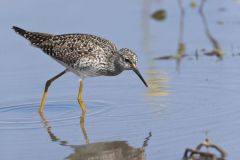 Lesser Yellowlegs, Tringa flavipes