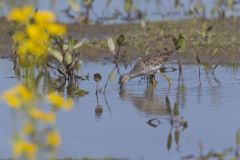 Lesser Yellowlegs, Tringa flavipes