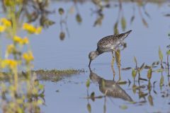 Lesser Yellowlegs, Tringa flavipes