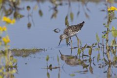 Lesser Yellowlegs, Tringa flavipes