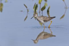 Lesser Yellowlegs, Tringa flavipes