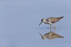 Lesser Yellowlegs, Tringa flavipes