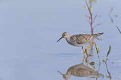 Lesser Yellowlegs, Tringa flavipes