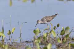 Lesser Yellowlegs, Tringa flavipes