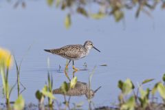 Lesser Yellowlegs, Tringa flavipes