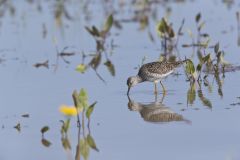 Lesser Yellowlegs, Tringa flavipes